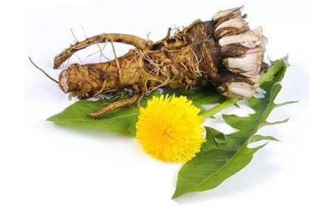 Использование корня при заболевании Использование корня при заболевании