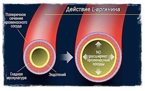 Источник для образования оксида азота – L-аргинин из рыбы, творога, орехов, белого мяса Источник для образования оксида азота – L-аргинин из рыбы, творога, орехов, белого мяса
