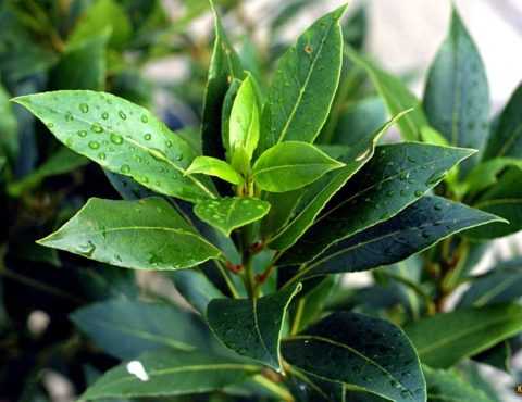 Как проходит лечение. Как проходит лечение.