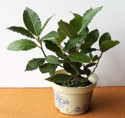 Как проходит терапия. Как проходит терапия.