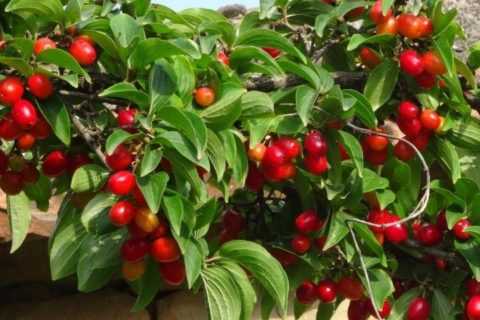 Кизил Кизил