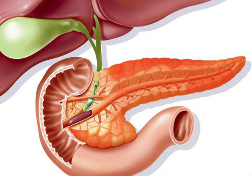 строение поджелудочной железы