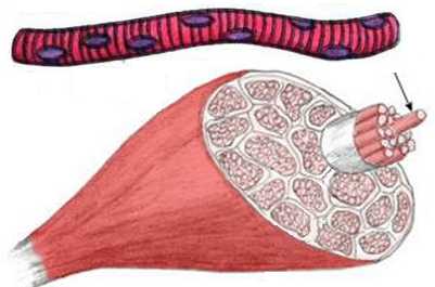 Клетки скелетных мышц