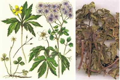 Корень коптиса трёхлистного (латимерия)