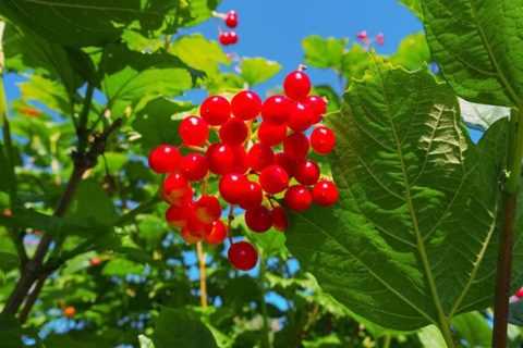 Красная рябина значительно реже применяется как дополнительное фитосредство при диабете