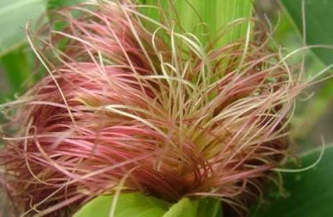 Кукурузные рыльца, золотарник канадский, береза (листья и почки), птичий горец, шалфей. Кукурузные рыльца, золотарник канадский, береза (листья и почки), птичий горец, шалфей.