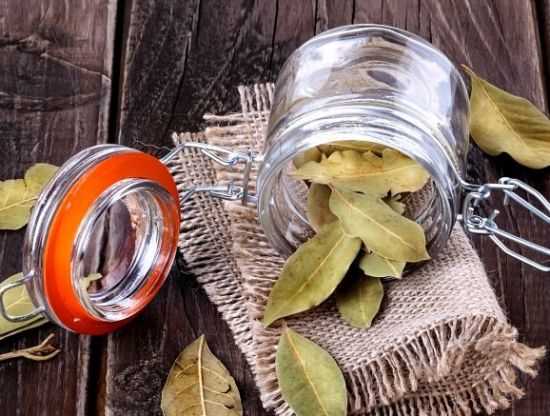 Хранение лаврового листа