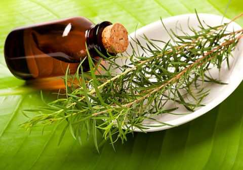 Лечение грибка маслом чайного дерева. Лечение грибка маслом чайного дерева.