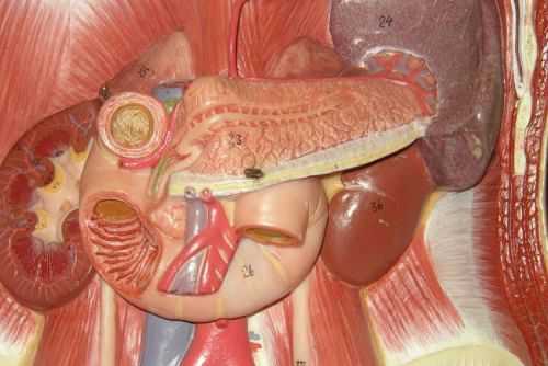 Поджелудочная железа