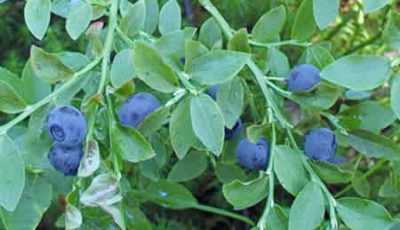 Свойства листьев черники при диабете