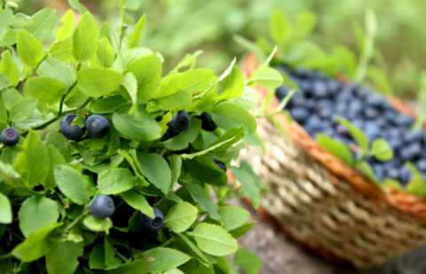 Листья черники. Листья черники.