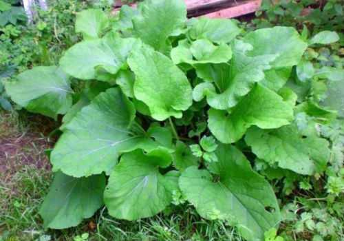 молодой лопух