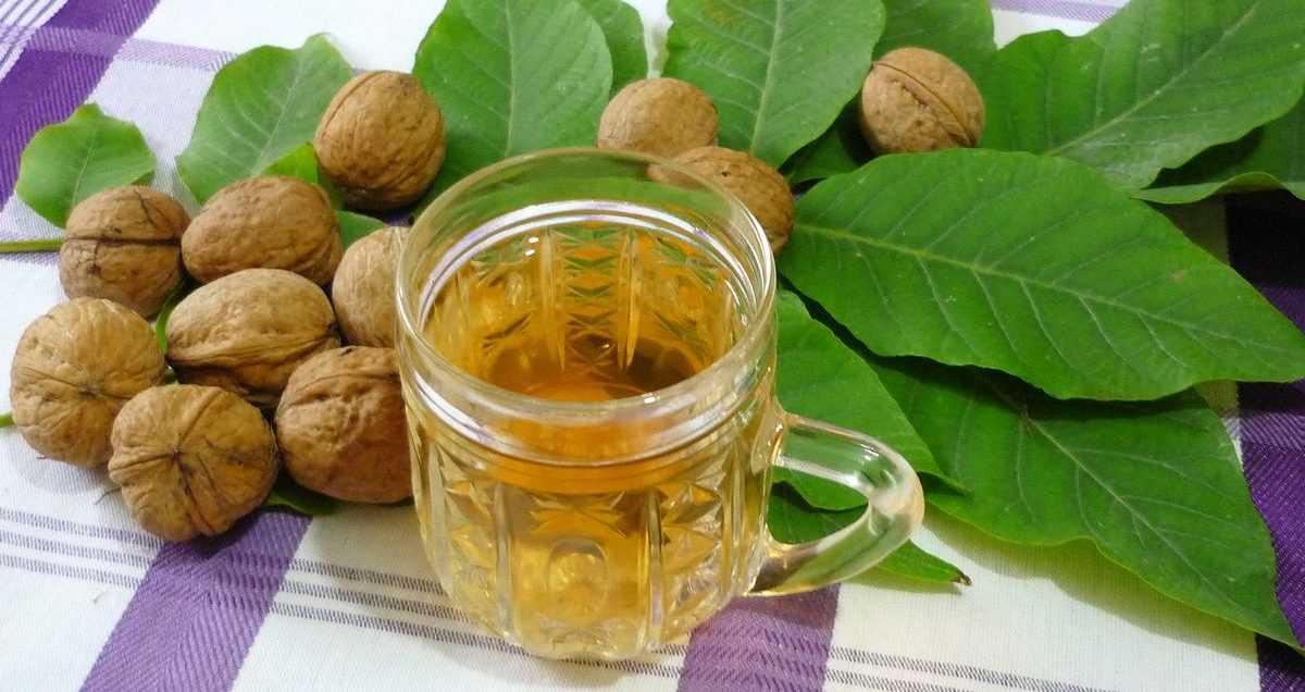Отвар из листьев грецкого ореха