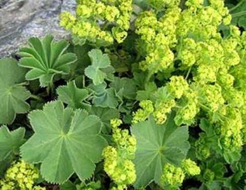 Манжетка Манжетка