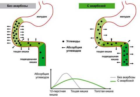 Механизм действия Акарбозы Механизм действия Акарбозы