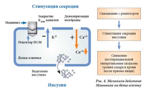 Механизм действия этих препаратов Механизм действия этих препаратов