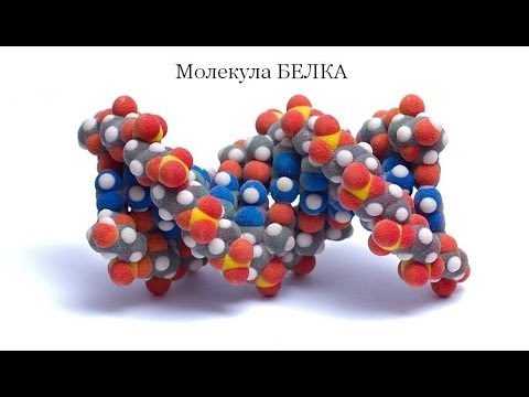 Молекула протеина