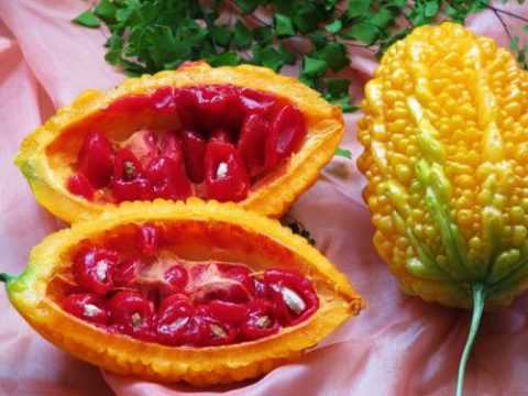 Момордика – одно из многочисленных эффективных средств для лечения диабета.