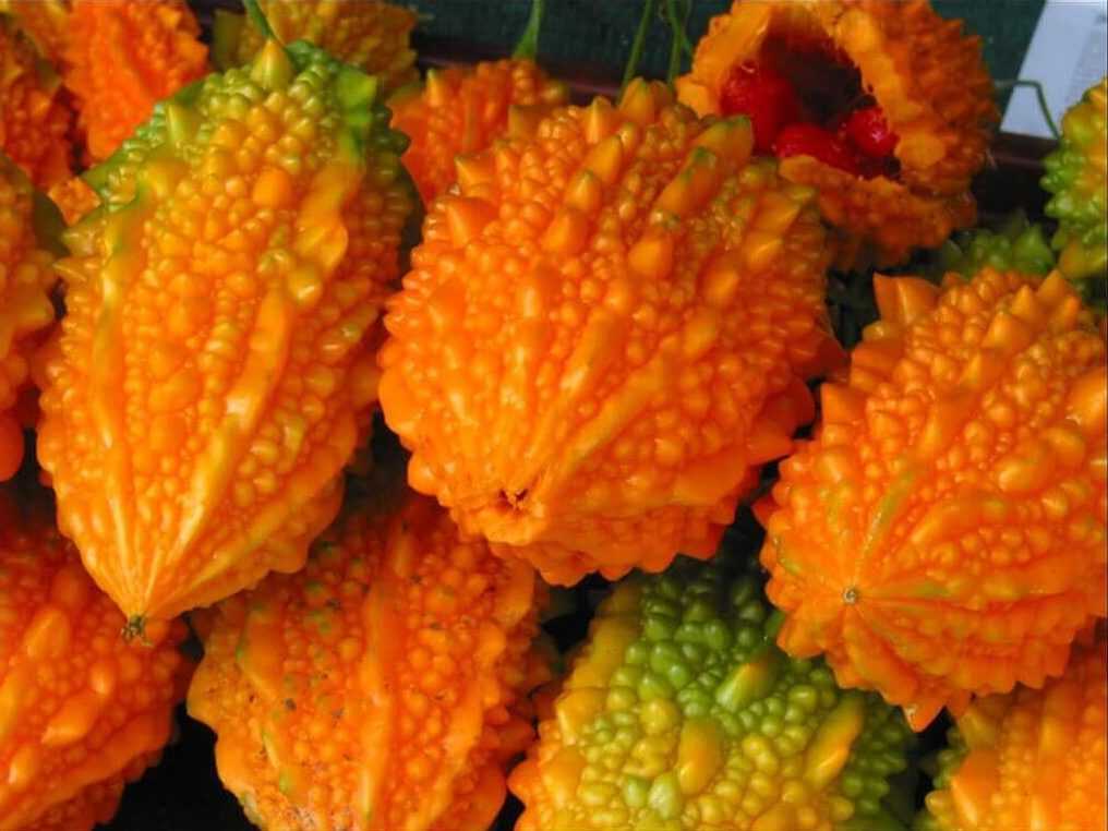 Горькая дыня (момордика)