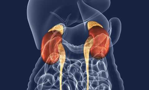 Надпочечники – небольшие, но важные железы Надпочечники – небольшие, но важные железы