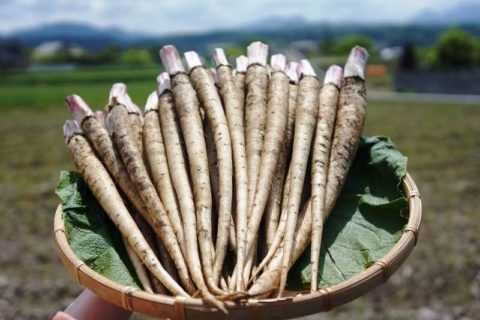 Настой из корня лопуха Настой из корня лопуха