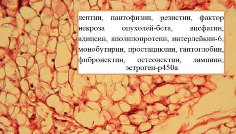 «Основные» гормоны белой жировой ткани, усугубляющие процесс ожирения