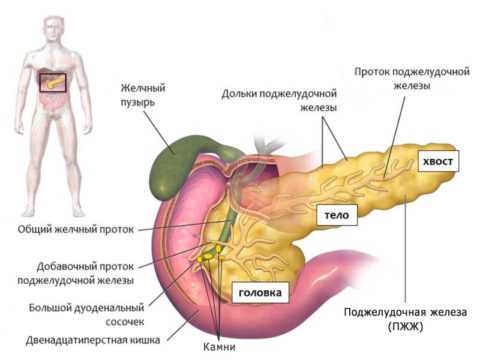 Pancreas – не только внешнесекреторный, но и эндокринный орган Pancreas – не только внешнесекреторный, но и эндокринный орган