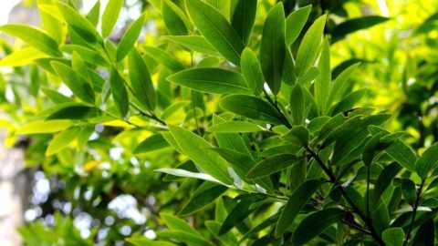 Перечень основных противопоказаний к применению. Перечень основных противопоказаний к применению.