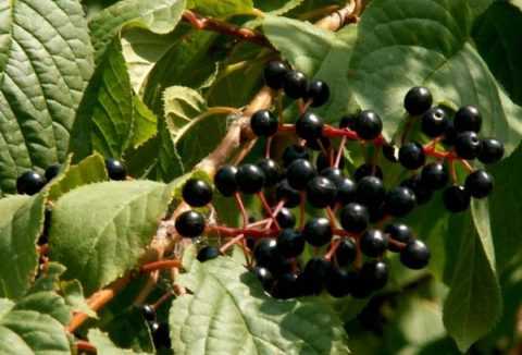 Плоды черемухи для отвара Плоды черемухи для отвара