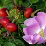 Плоды шиповника.