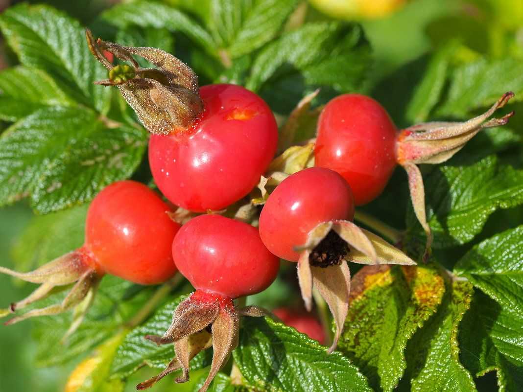 плоды шиповника