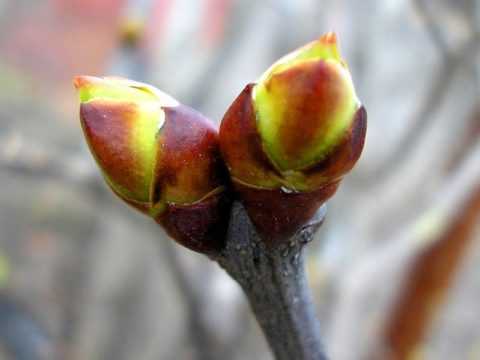 Почки сирени. Почки сирени.