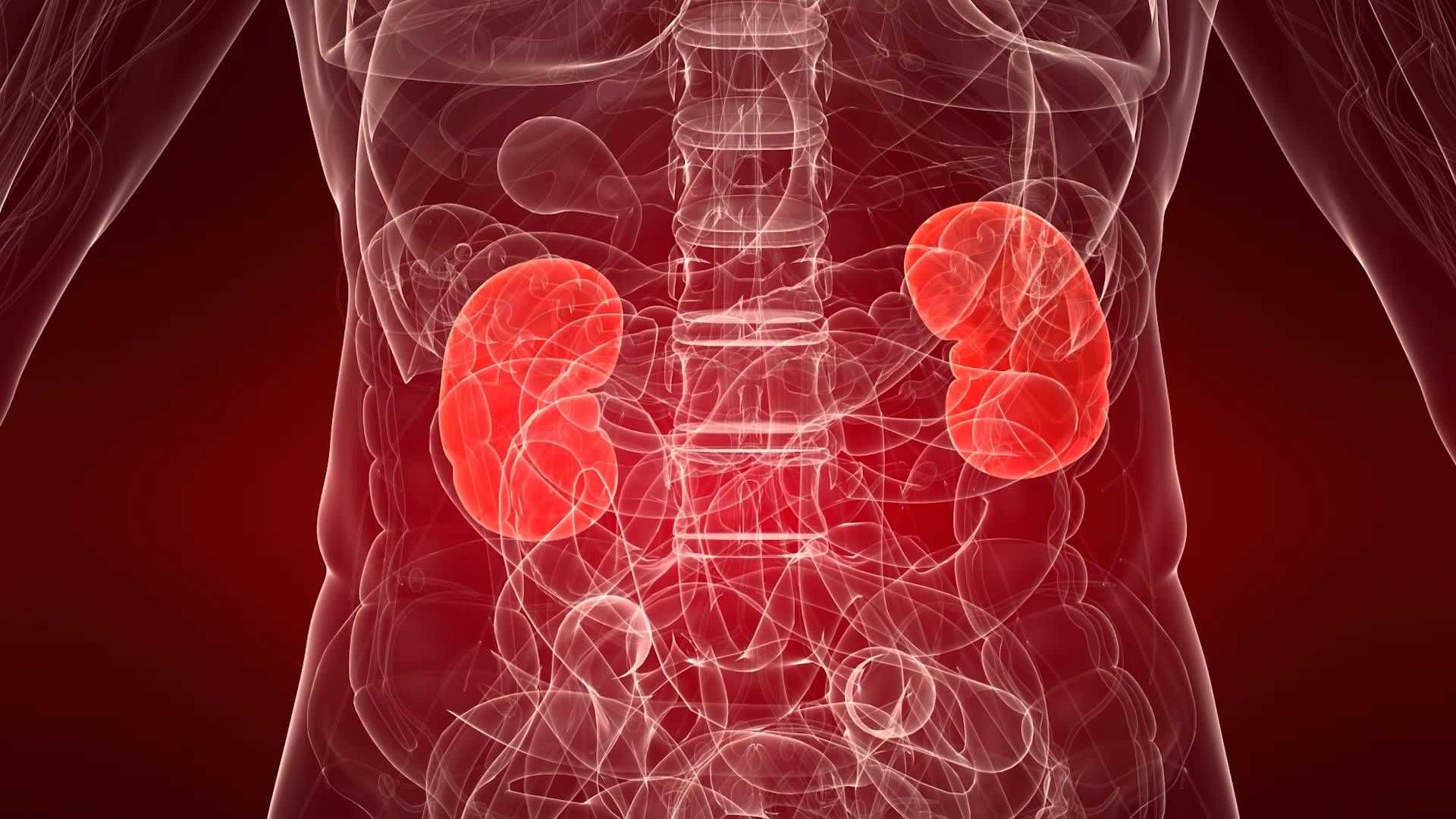 почки человека