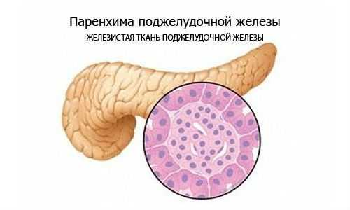 Паренхима поджелудочной железы