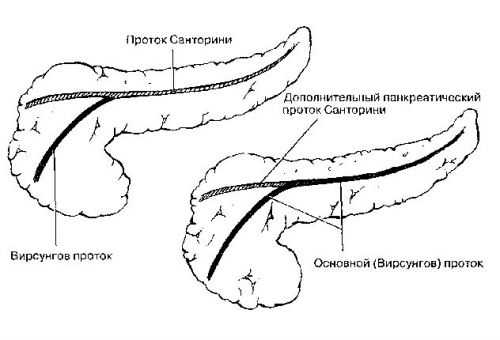 Протоки поджелудочной железы