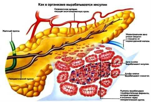 Строение поджелудочной железы