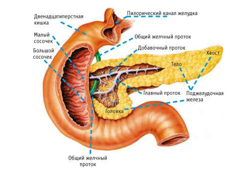строение поджелудочной железы