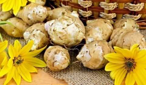 Полезные свойства топинамбура