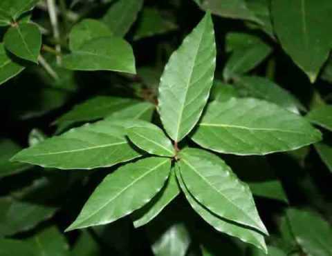 Положительные качества растения. Положительные качества растения.