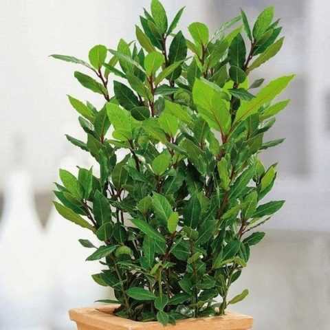 Получать свежую зелень регулярно, можно выращивая лавр в домашних условиях. Получать свежую зелень регулярно, можно выращивая лавр в домашних условиях.