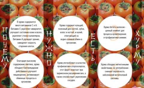 Польза хурмы Польза хурмы