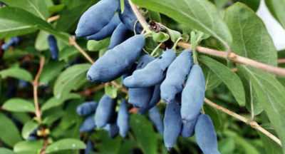 Жимолость - польза или вред при сахарном диабете