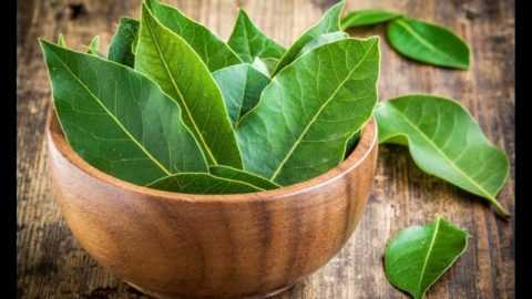 Польза листьев лавра. Польза листьев лавра.