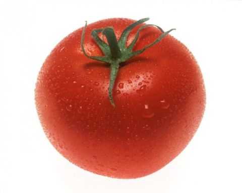 Помидор