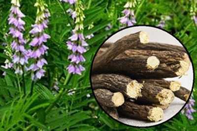 Порошок из экстракта корня солодки