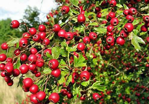 ягоды боярышника