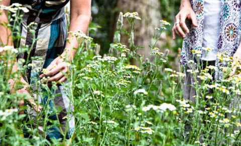 При самостоятельном сборе трав следует избегать мест вблизи автомагистралей и заводов. При самостоятельном сборе трав следует избегать мест вблизи автомагистралей и заводов.