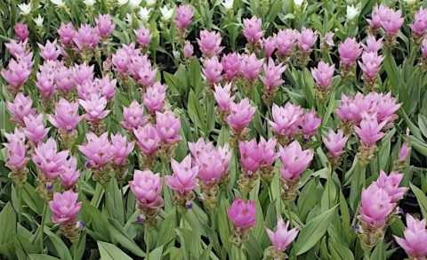 Приправа применяется при приготовлении блюд и лечебных снадобий.