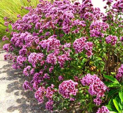 Природные компоненты в монастырском сборе