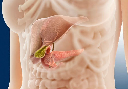 печень, желчный пузырь и поджелудочная железа